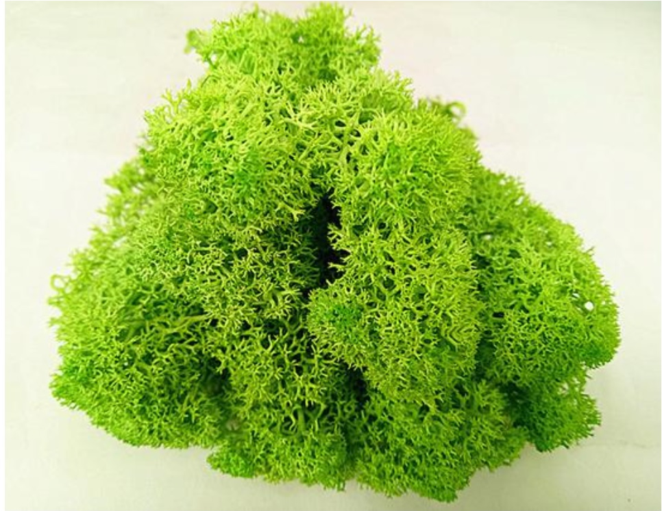 Mech sobí (Reindeer moss)