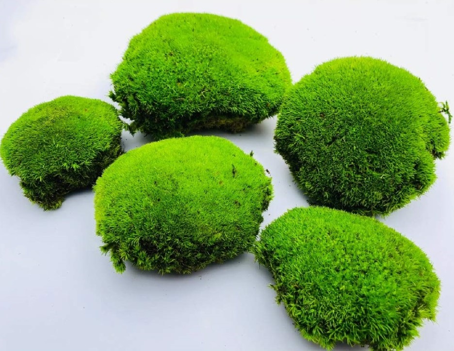 Mech kopečkový (ball moss)