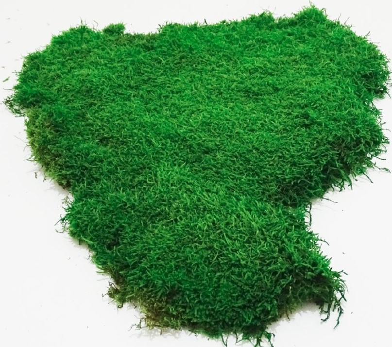 Mech plochý (flat moss)